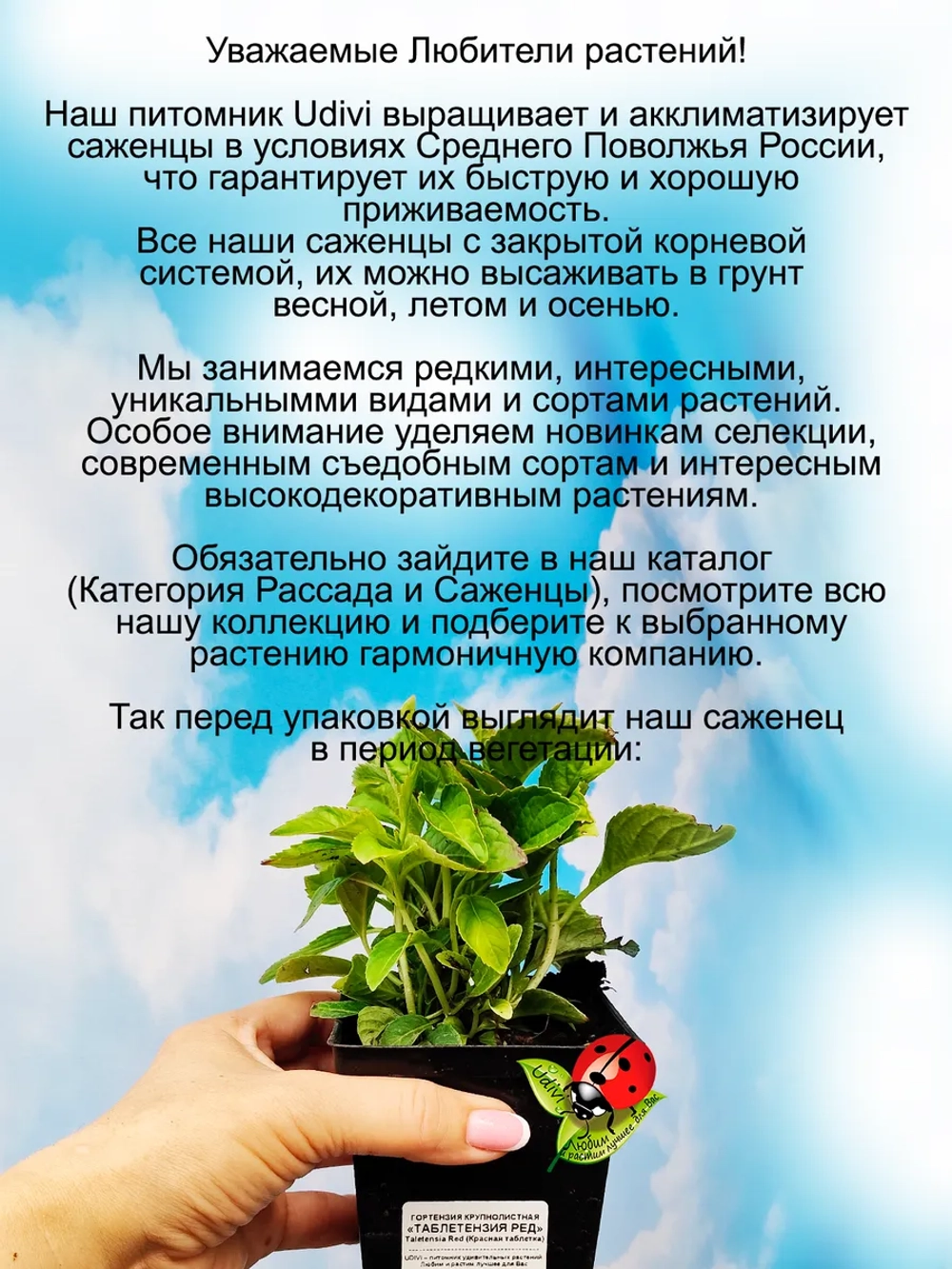 Гортензия "Таблетензия Пинк" суперкарлик