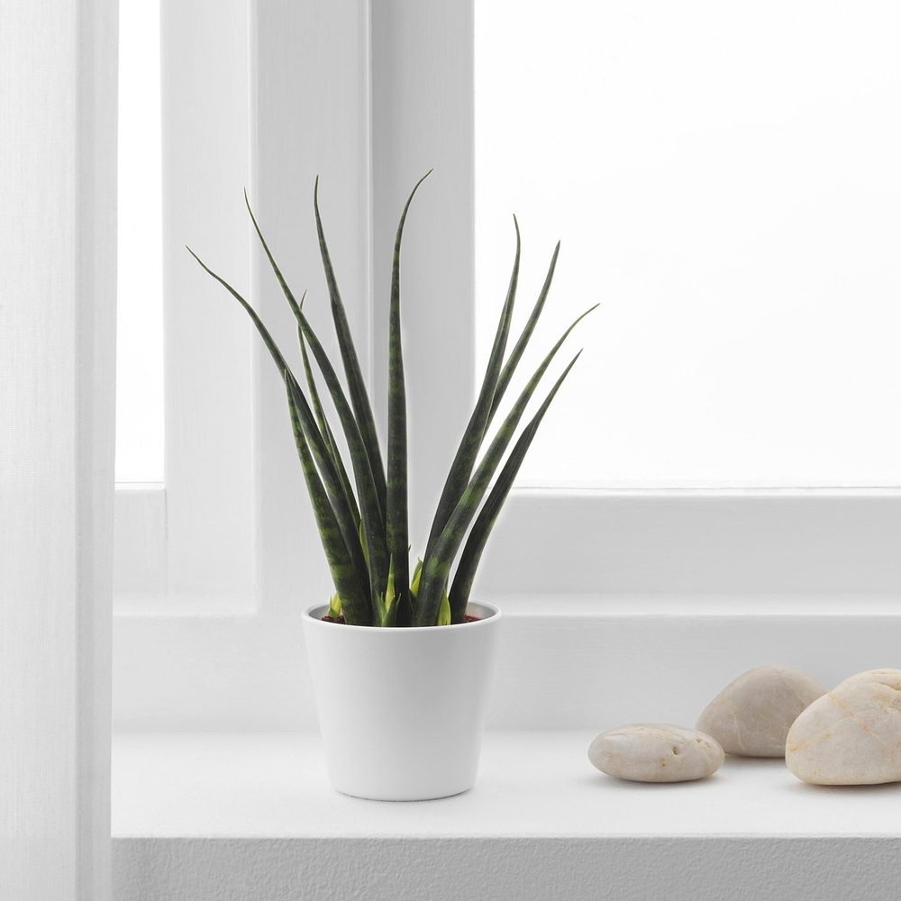 IKEA SANSEVIERIA  (ИКЕА САНСЕВИЕРИА)  -  Растение в горшке - Сансевиерия разные цвета 6 см