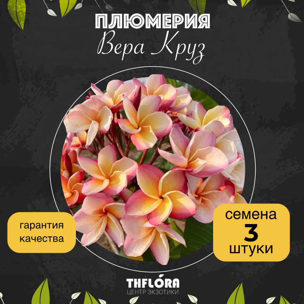 Плюмерия "Вера Круз" семена 3 штуки