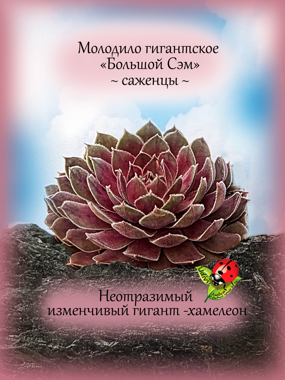 Молодило Большой Сэм каменная роза многолетнее