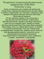 Пеларгония Эвка Ред вариегатная