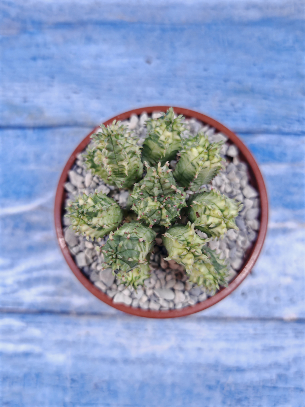 Euphorbia Pseudoglobosa variagate (Эуфорбия)