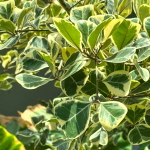 Фикус треугольный вар – Ficus triangularis var (61)