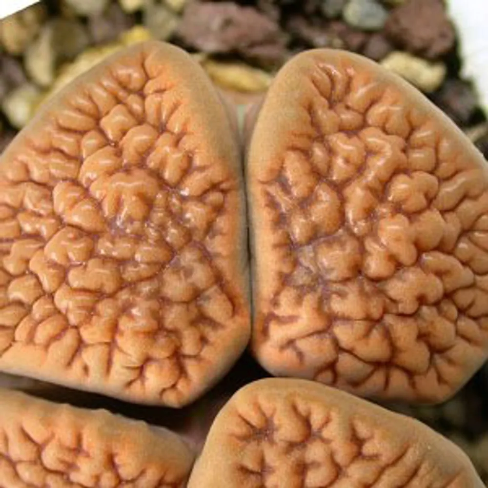 Литопс (C051 Lithops hookeri v. hookeri) живые камни семена