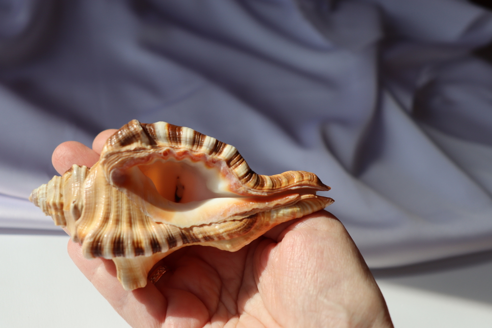 Циматиум перри (Cymatium perryi) 11 см., 1шт.