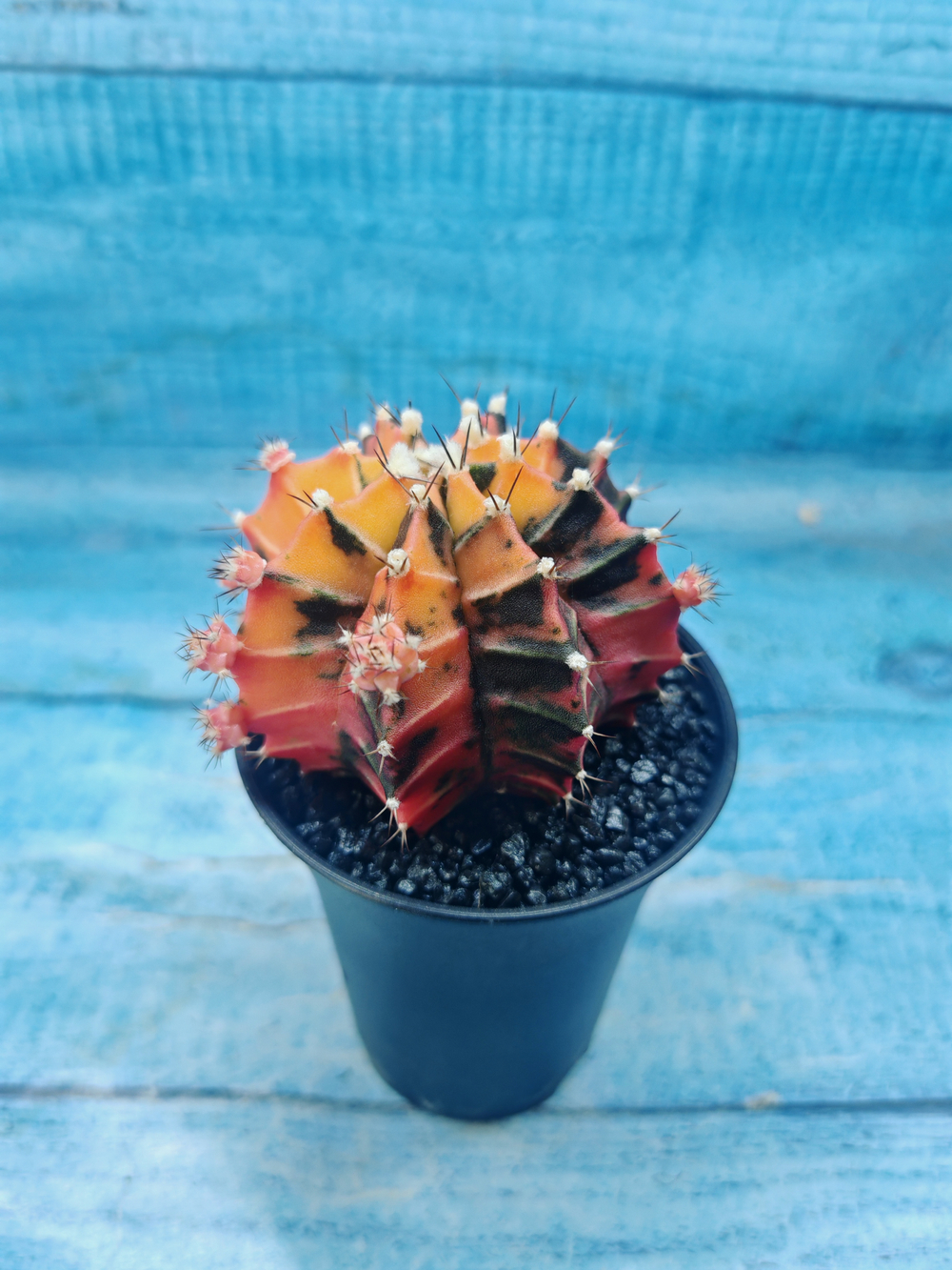 Gymnocalycium Variegata (Гимнокалициум Вариегатный)