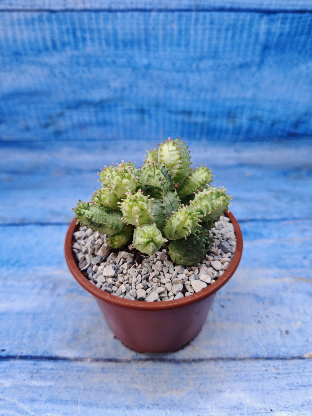 Euphorbia Pseudoglobosa variagate (Эуфорбия)