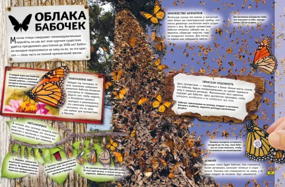 Животные. Книга юного эрудита