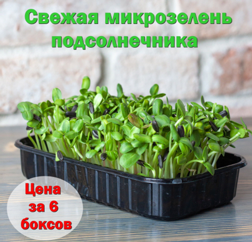 Свежая микрозелень подсолнечника / 6 боксов / суперфуд