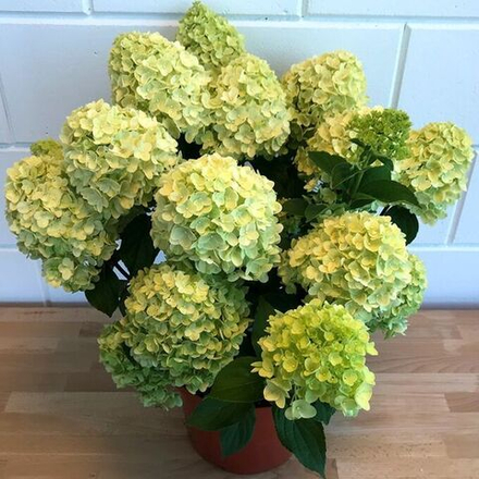 Гортензия метельчатая Гарденлайт Брайтлайт (Hydrangea paniculata Gardenlights Brightlight)
