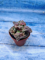 Faucaria Tuberculosa (Фаукария)