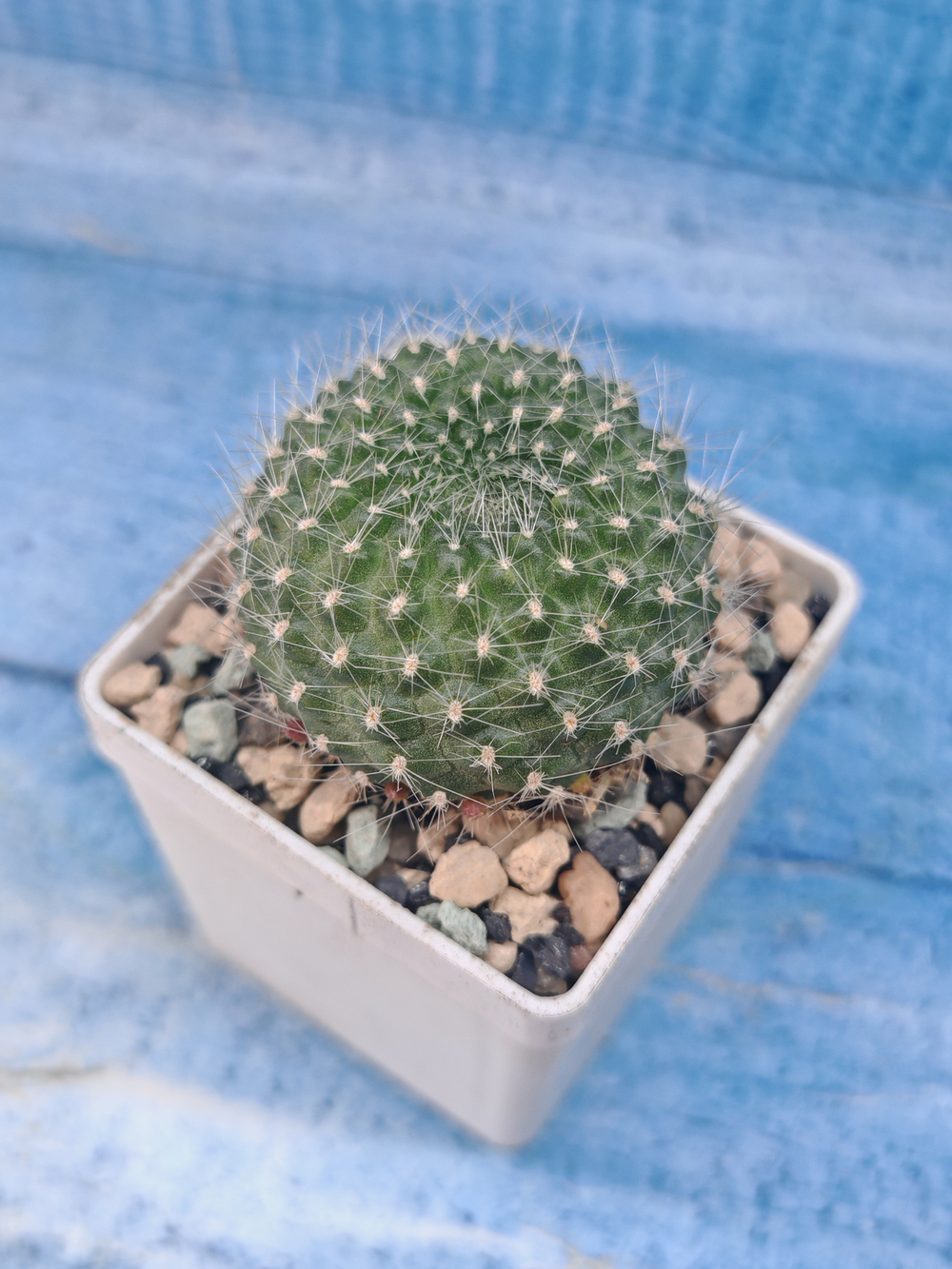 Rebutia Lineacea (Ребуция)