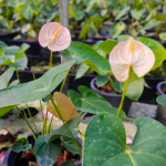 Антуриум Андре TERRA р. МИНИ