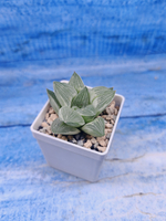 Haworthia Retusa Aurea var. (Хавортия)