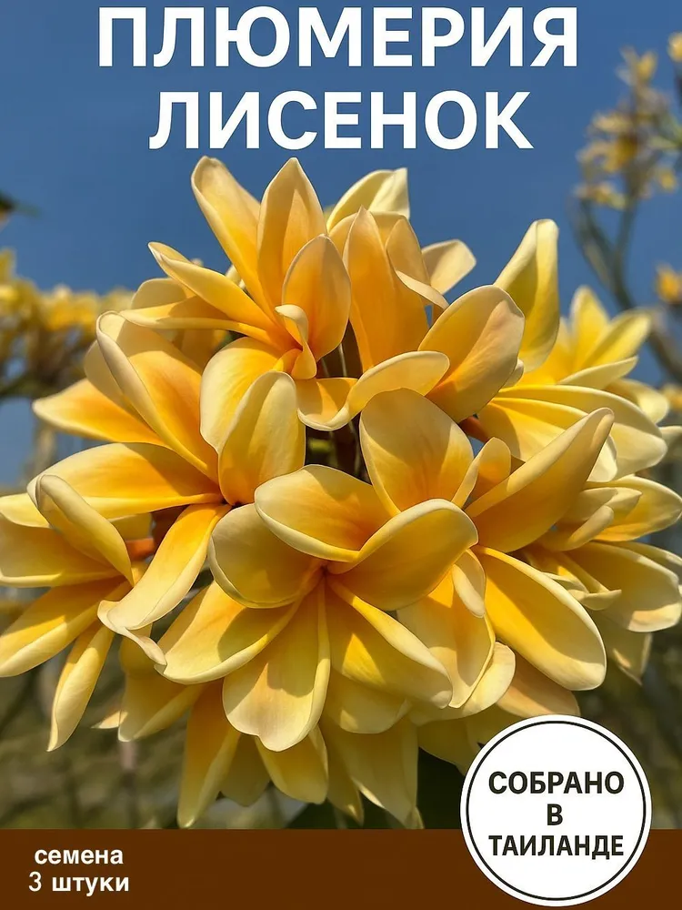 Плюмерия "Лисенок" — семена, 3 шт.
