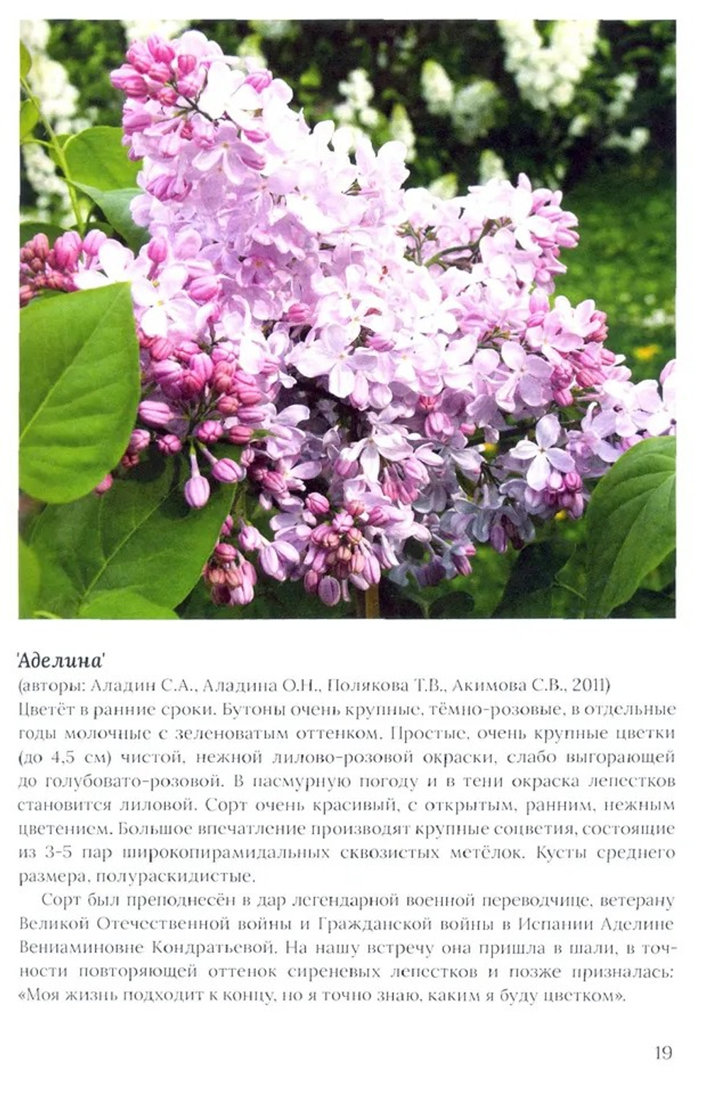 Сирень памяти. 100 сортов "Русской сирени"