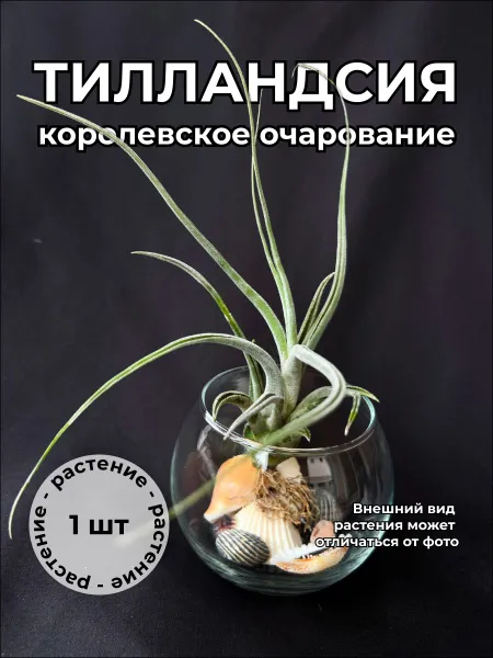 Тилландсия Королевское Очарование (Tillandsia "Queens Charm") — живое растение