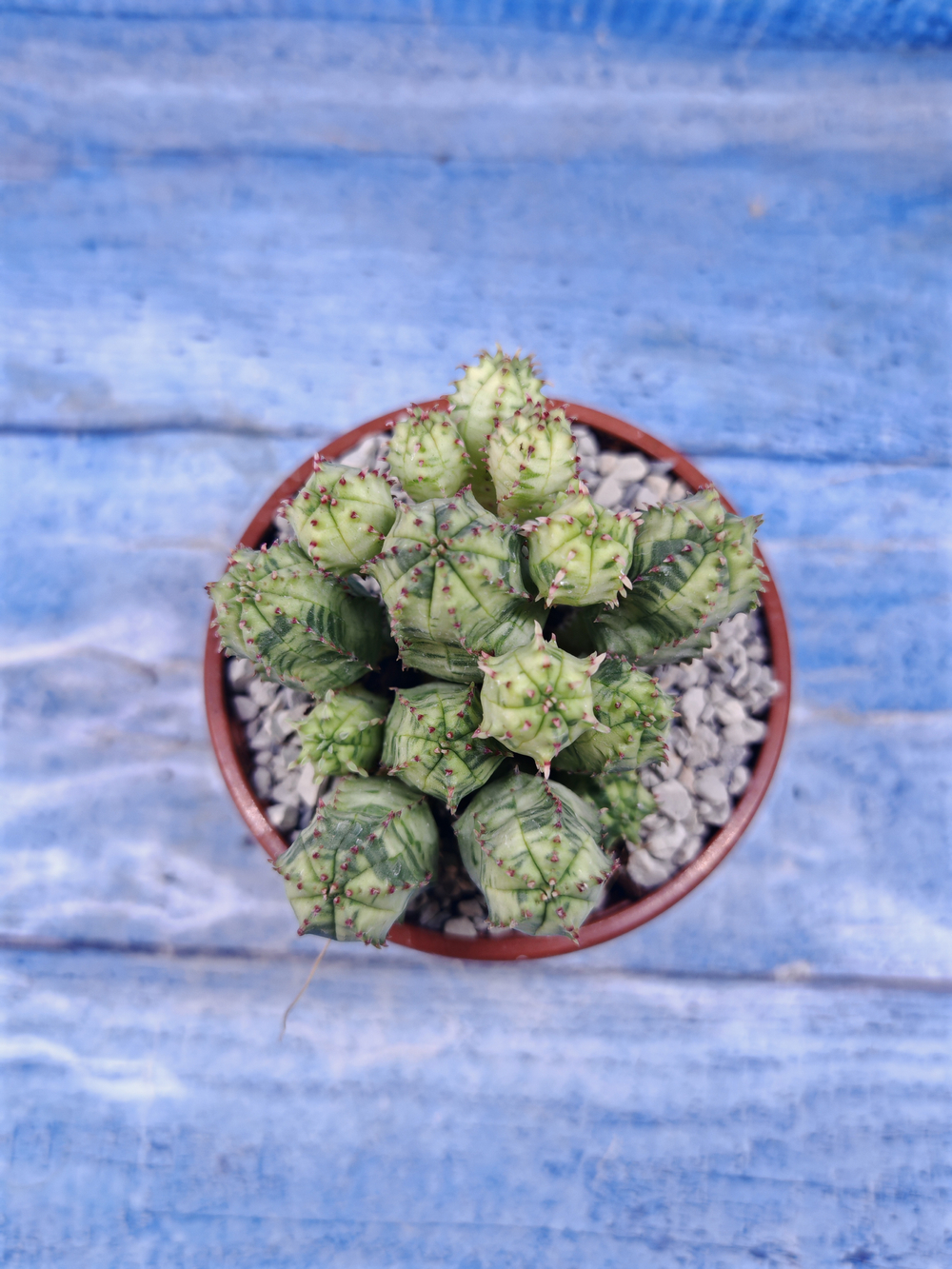 Euphorbia Pseudoglobosa variagate (Эуфорбия)
