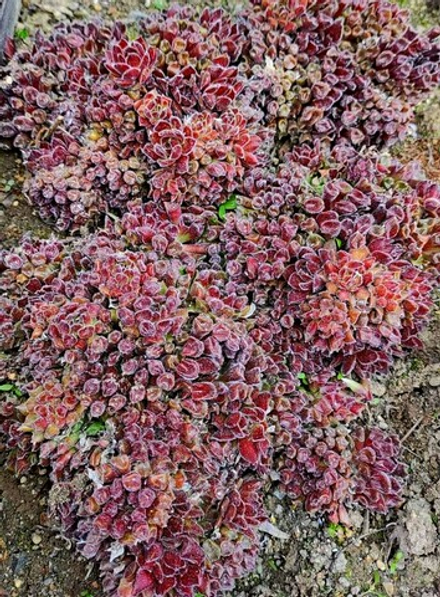 Red oddity молодило