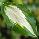 Хоста ‘Mediovariegata’