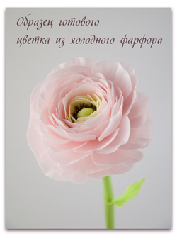 Лепестки ранункулюса