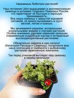 Тимьян Хайленд Крим вариегатный