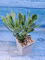 Monadenium Stapelioides (Монадемиум)