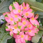 Эуфорбия Миля PINK BUTTERFLY (71)