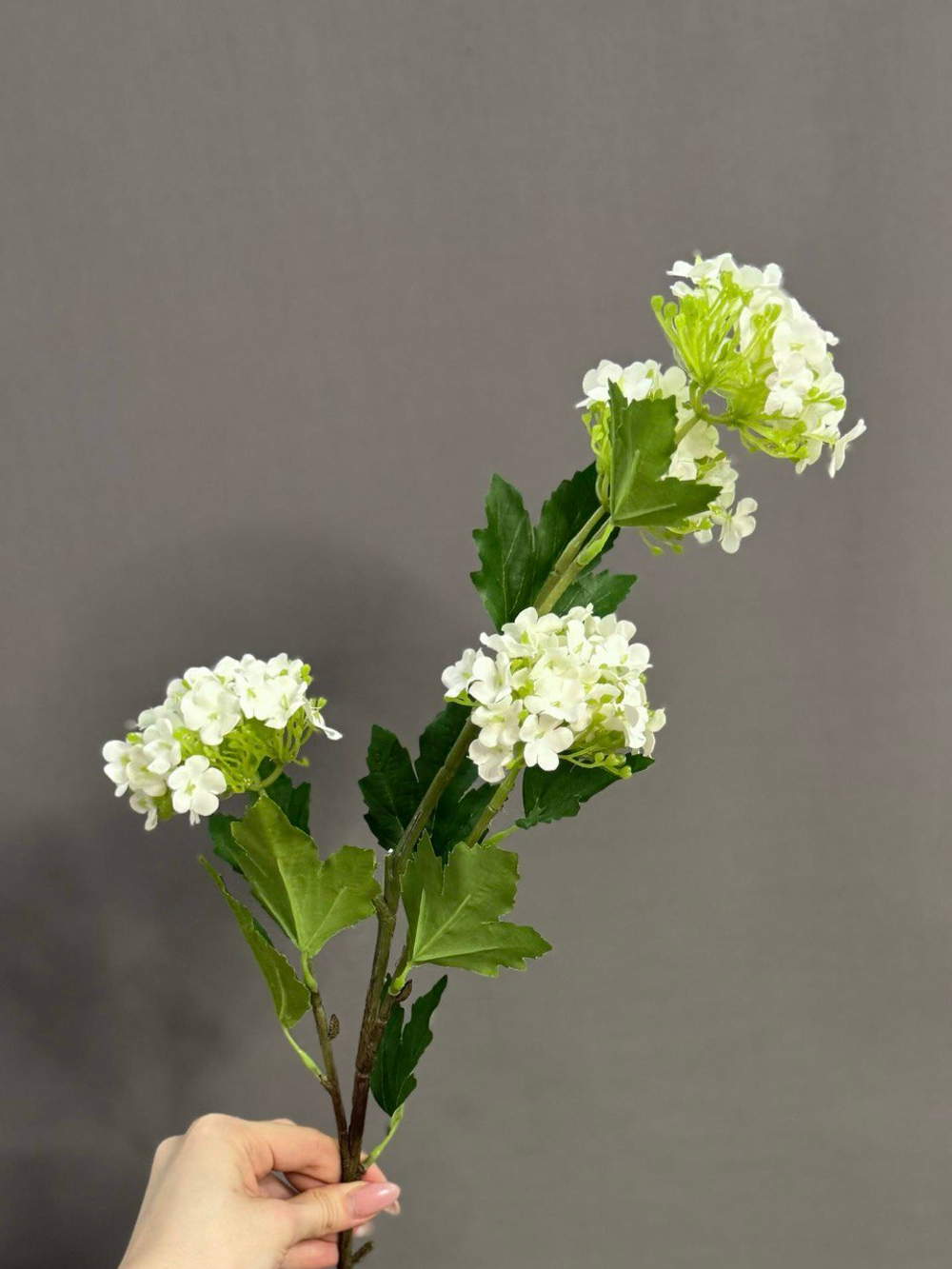 Калина белая (h71 см)