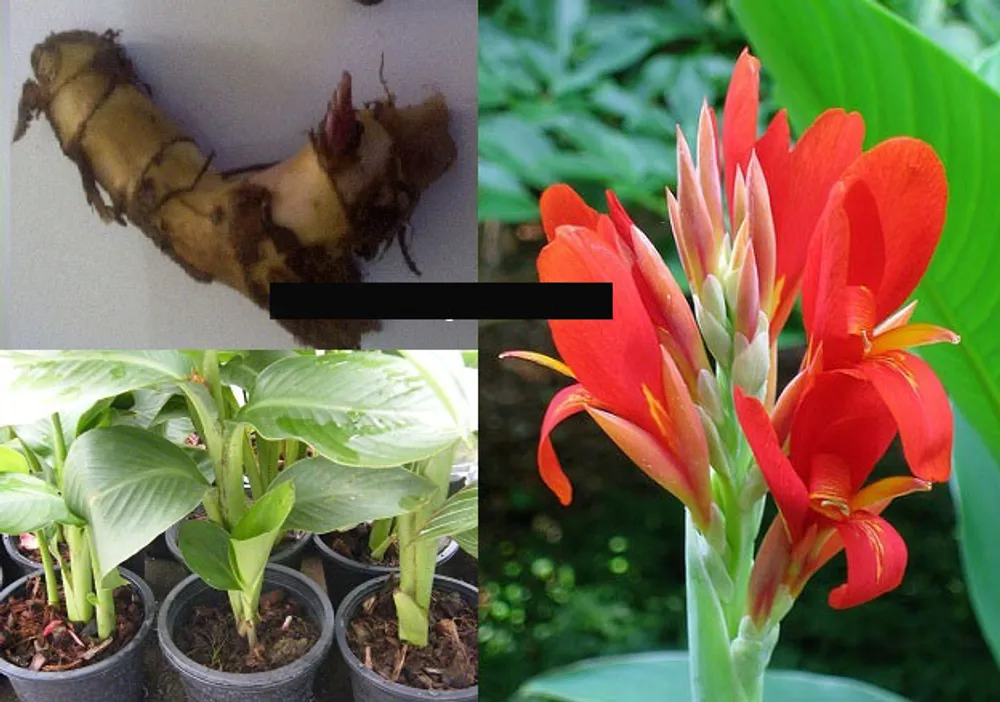 Канна Индийская Canna Indica Red Small Petal