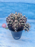 Gymnocalycium T-Rex Pink hybrid (Гимнокалициум T-rex)