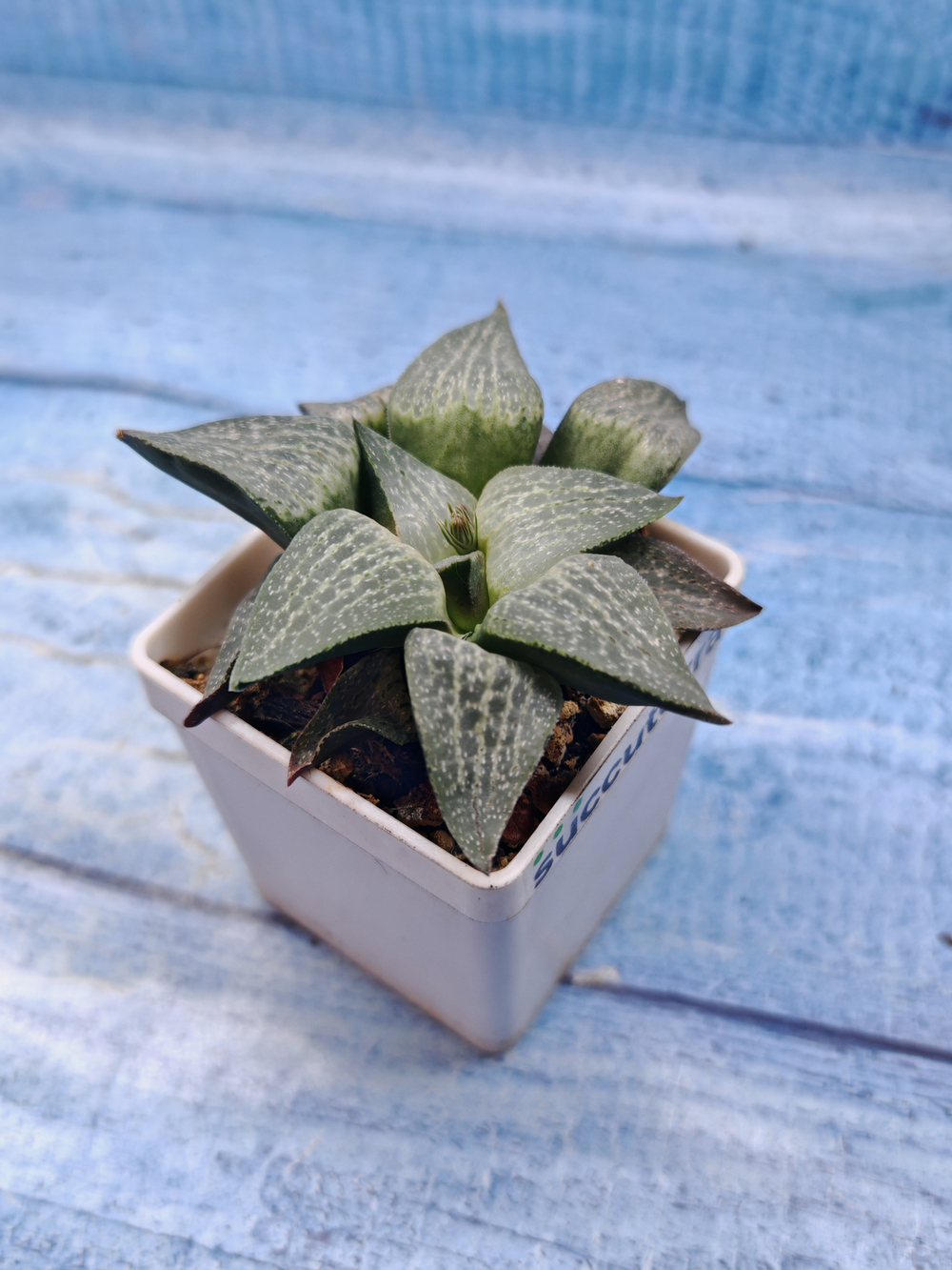Haworthia Comptoniana hyb. (Хавортия)