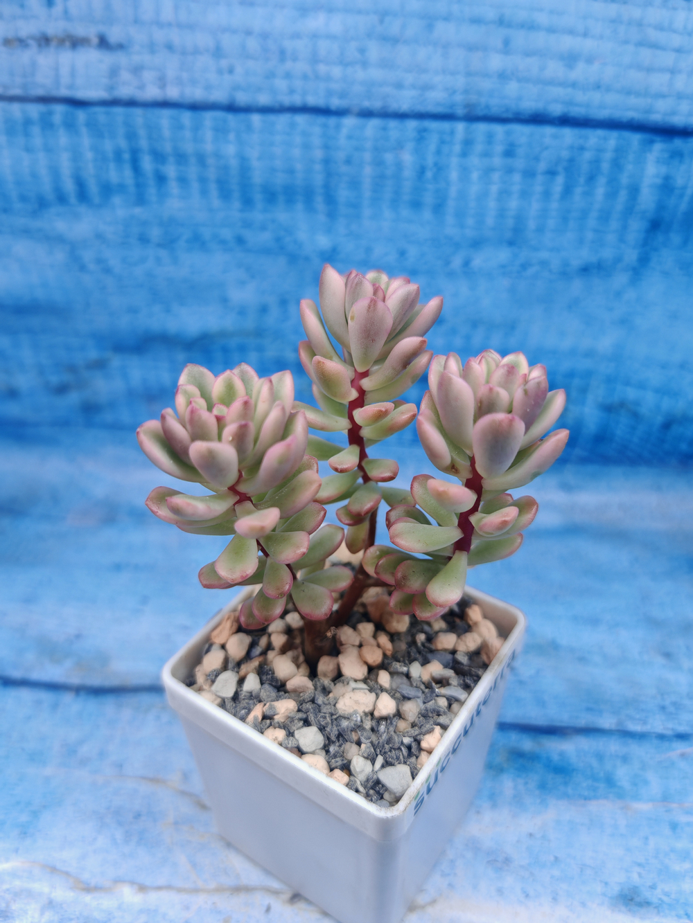 Sedum Alice variagate (Седум)