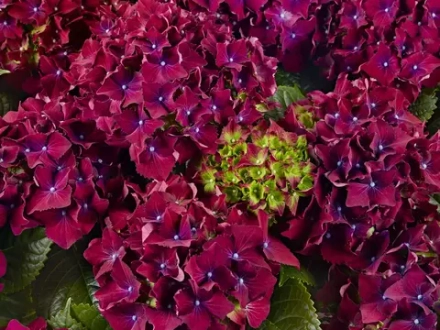 Роял Ред Парпл (Royal Red Purple) р14 Европа весна 2027 г.