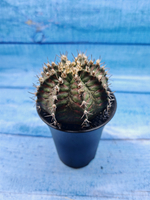 Gymnocalycium T-Rex Pink hybride (Гимнокалициум T-rex)