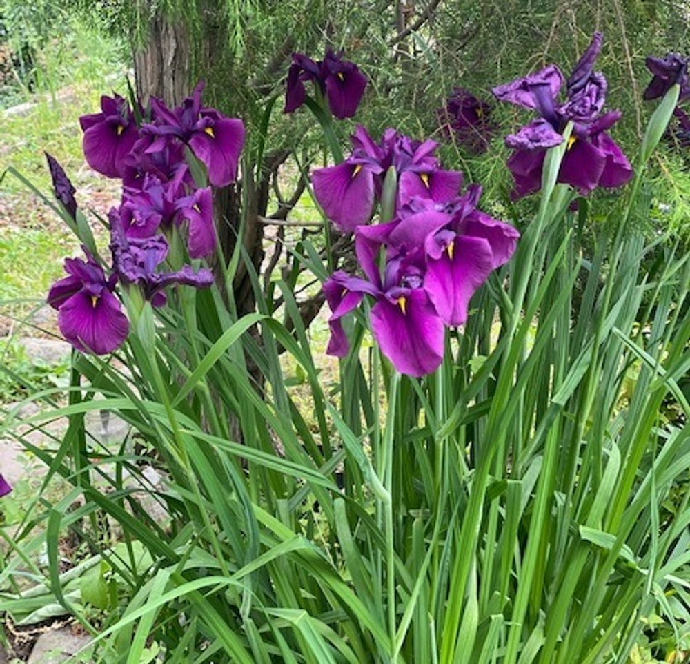 Ирис японский. Iris ensata.