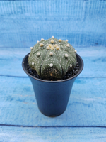 Astrophytum Asterias (Астрофитум)