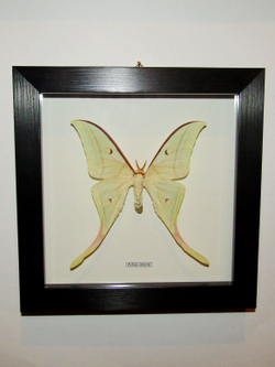 Бабочка Actias selene в рамке