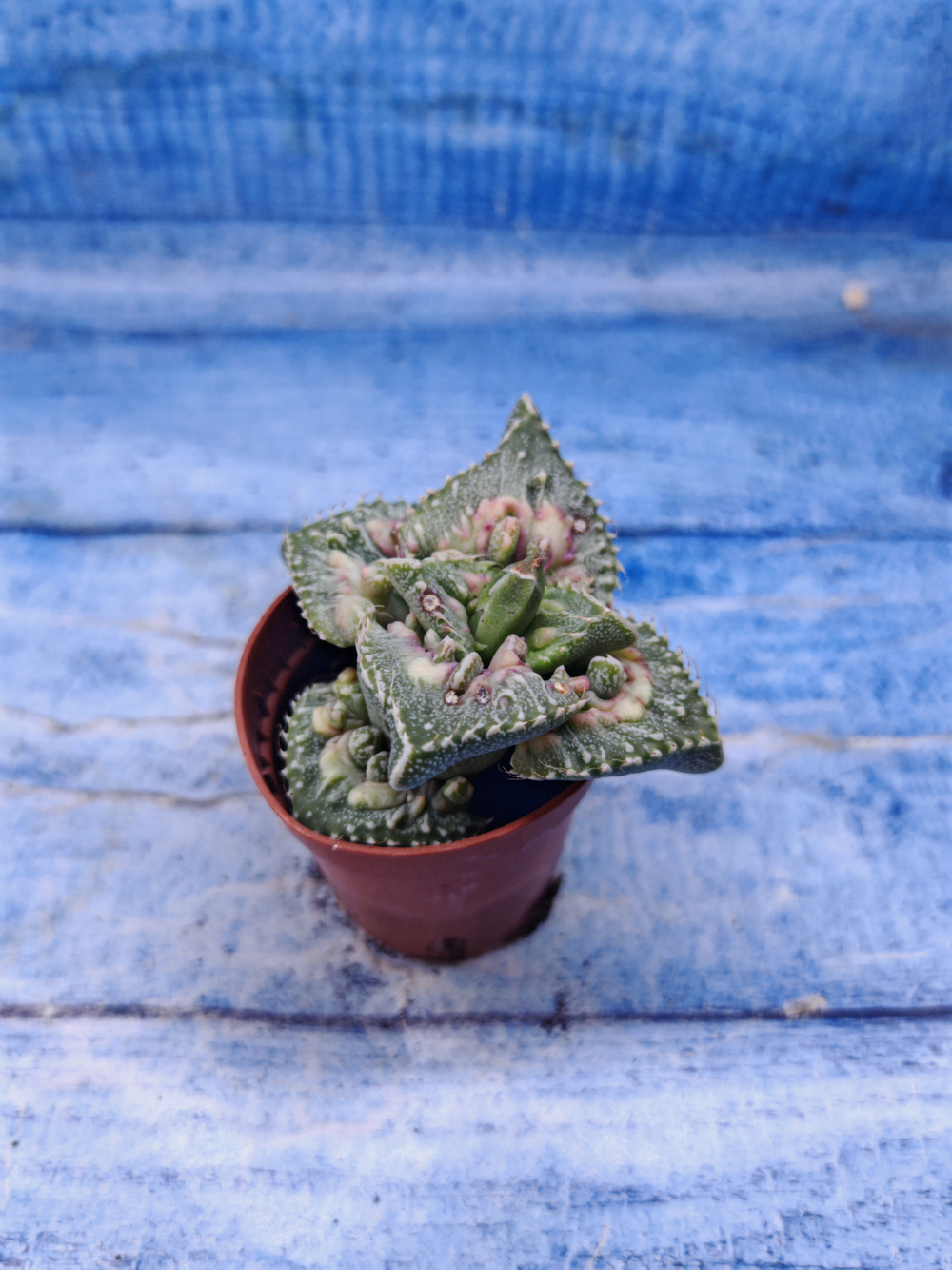 Faucaria Tuberculosa (Фаукария)