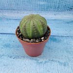 Euphoria Obesa (Эуфорбия)