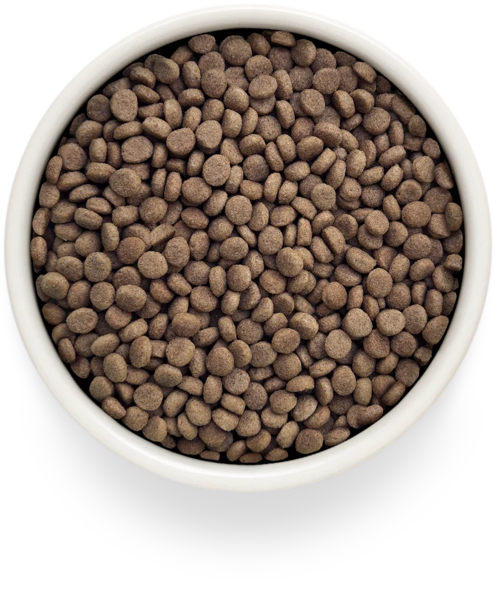 Grandorf DERMATOSIS, Gluten & Grain Free, Veterinary Diet (Salmon & Ocean Fish)
