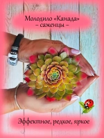 Молодило Канада хамелеон янтарное