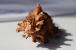 Мурекс Ветка Розы (Chicoreus palmarosae), 10см, 1шт