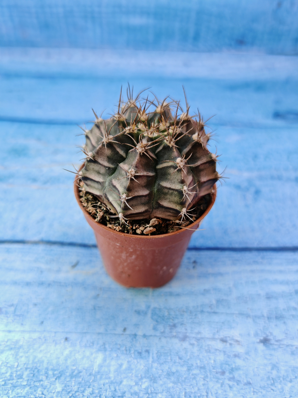 Gymnocalycium Friedrichii (Гимнокалициум)