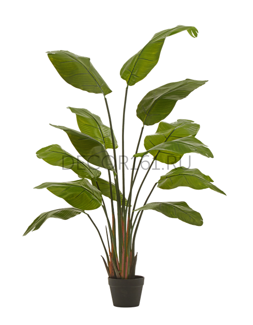 Стрелиция Traveller зелёная в-150 см (13 листов) (Sensitive Botanic) 1/1 10.011352N