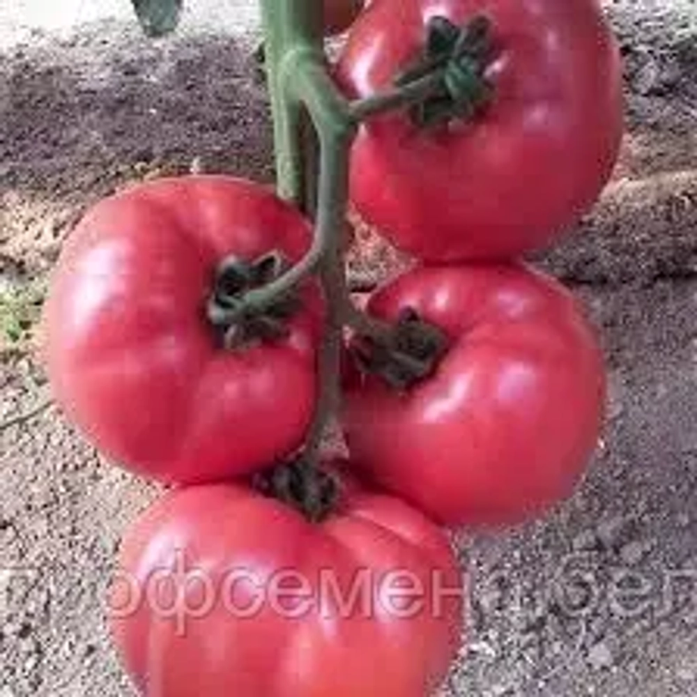 Томат Пинкино F1 / Pinkino F1 5шт.