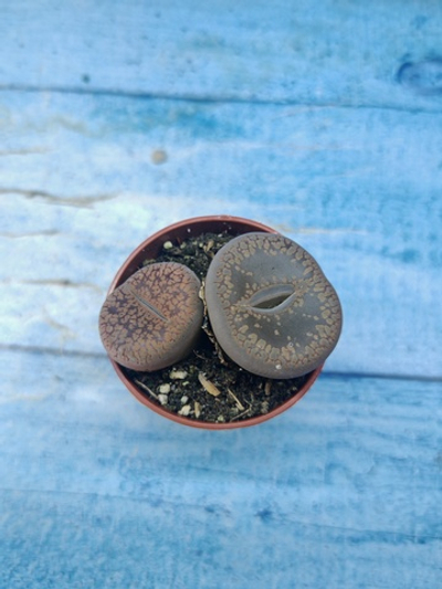 Lithops sp. (Литопсы)