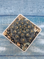 Gymnocalycium Stellatum (Гимнокалициум)