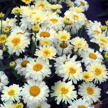 37146 Нивяник LEMON MERINGUE