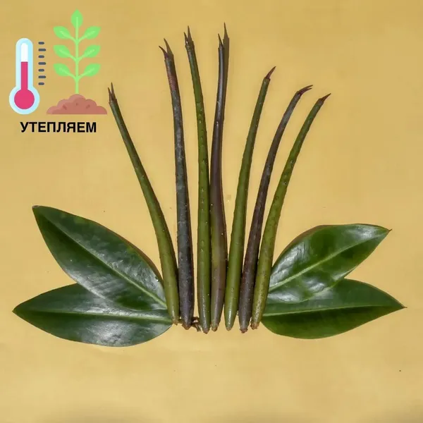 Красный мангр (Rhizophora mangle) семена/росток 1 штука
